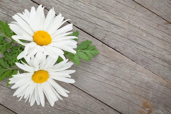 Daisy camomile flowers — Stock Photo, Image