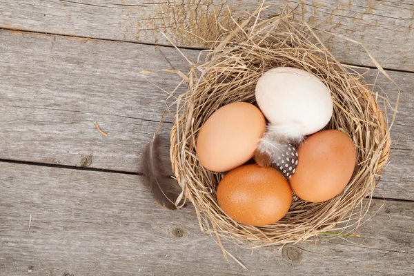 Nest eieren — Stockfoto