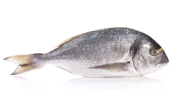 Färsk dorado fisk — Stockfoto