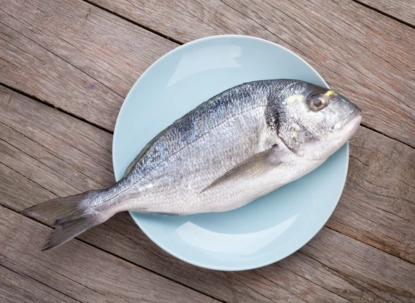 Fresh dorado fish — Stock Image Fresh dorado fish Stock Picture