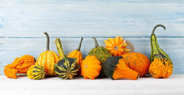 Vários Abóboras Coloridas Abóboras Colheita Legumes Outono Com Espaço Cópia — Fotografia de Stock
