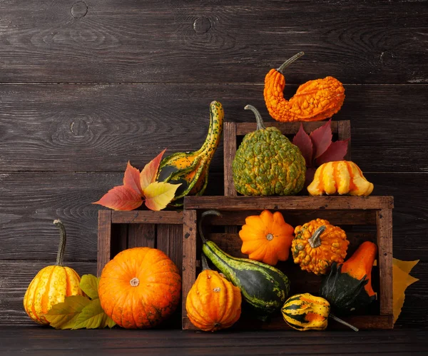 Varias Calabazas Calabazas Colores Cosecha Verduras Otoño Con Espacio Copia — Foto de Stock