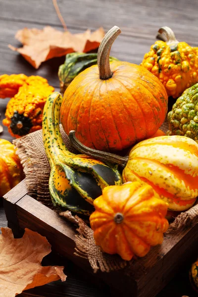 Verschiedene Bunte Kürbisse Und Kürbisse Gemüseernte Herbst — Stockfoto