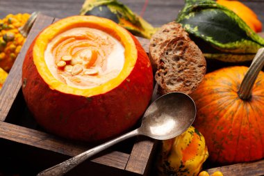 Balkabağı kremalı çorba ve çeşitli renkli kabaklar ve balkabakları. Sonbahar sebze hasadı