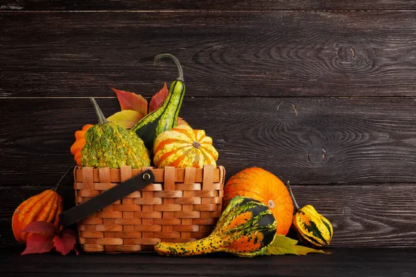 Various Colorful Squashes Pumpkins Autumn Vegetable Harvest Copy Space — Stock Photo, Image