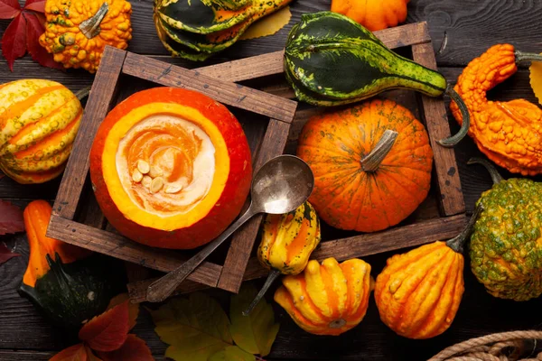 Kürbiscremesuppe Und Verschiedene Bunte Kürbisse Und Kürbisse Gemüseernte Herbst Draufsicht — Stockfoto