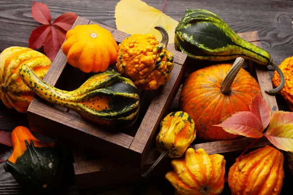 Verschiedene Bunte Kürbisse Und Kürbisse Gemüseernte Herbst — Stockfoto