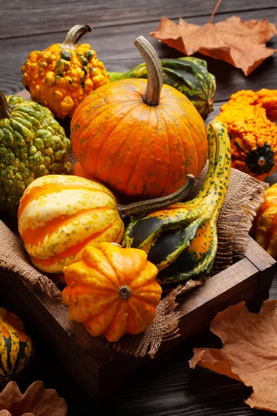 Verschiedene Bunte Kürbisse Und Kürbisse Gemüseernte Herbst — Stockfoto