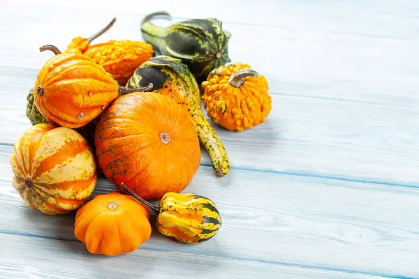 Various Colorful Squashes Pumpkins Autumn Vegetable Harvest Copy Space — Stock Photo, Image