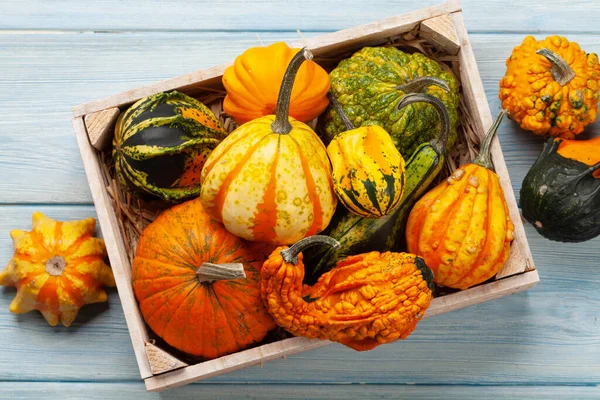 Various Colorful Squashes Pumpkins Autumn Vegetable Harvest Top View Flat — Stock Photo, Image