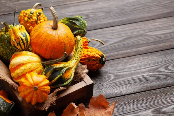 Verschiedene Bunte Kürbisse Und Kürbisse Gemüseernte Herbst Mit Kopierraum — Stockfoto