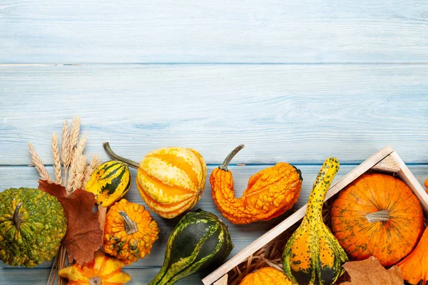 Различные Красочные Тыквы Тыквы Осенний Урожай Овощей Квартира Видом Сверху — стоковое фото