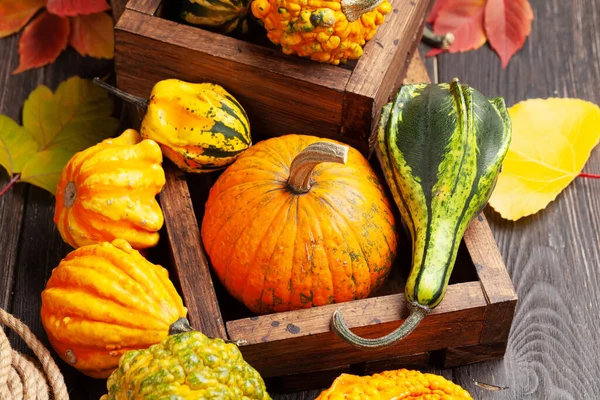 Various Colorful Squashes Pumpkins Autumn Vegetable Harvest Royalty Free Stock Photos