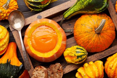 Balkabağı kremalı çorba ve çeşitli renkli kabaklar ve balkabakları. Sonbahar sebze hasadı. Üst görünüm düzlüğü