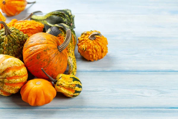 Diverses Courges Citrouilles Colorées Récolte Légumes Automne Avec Espace Copie — Photo