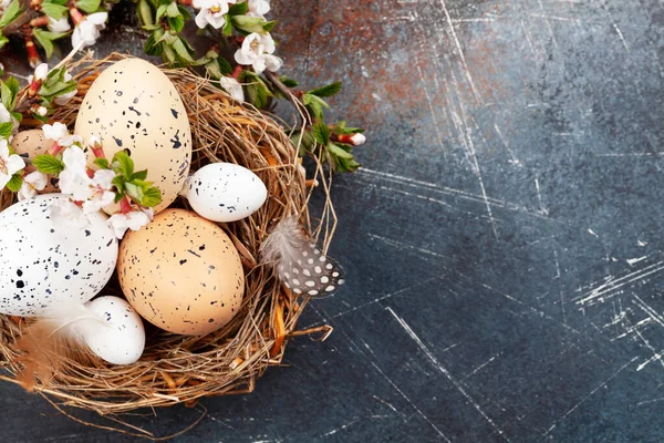 Paaseieren Nest Kersenbloesem Kippen Kwarteleieren Voorjaarskaart Met Kopieerruimte Bovenaanzicht Vlak — Stockfoto