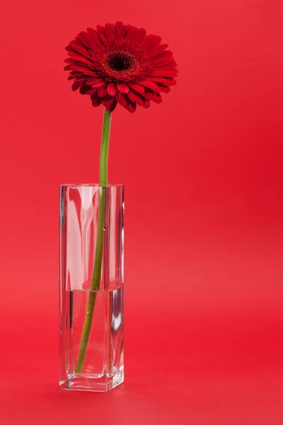 Greeting Card Gerbera Flower Red Background — Stock Photo, Image
