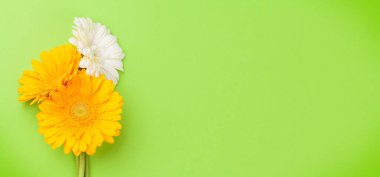 Yeşil arka planda renkli Gerbera çiçekleri. Üst görünüm düzlüğü kopyalama alanı ile yatıyordu