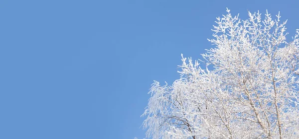 Inverno Céu Azul Neve Árvore Paisagem Com Espaço Cópia — Fotografia de Stock