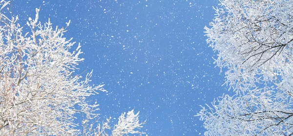Vinter Snöiga Träd Och Snöfall Över Blå Himmel Med Kopieringsutrymme — Stockfoto