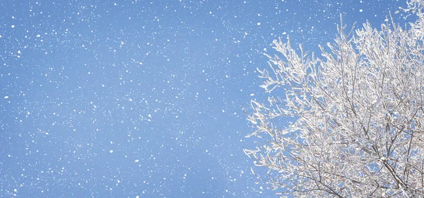 Vinter Himmel Med Snöiga Träd Och Snöfall Över Blå Bakgrund — Stockfoto