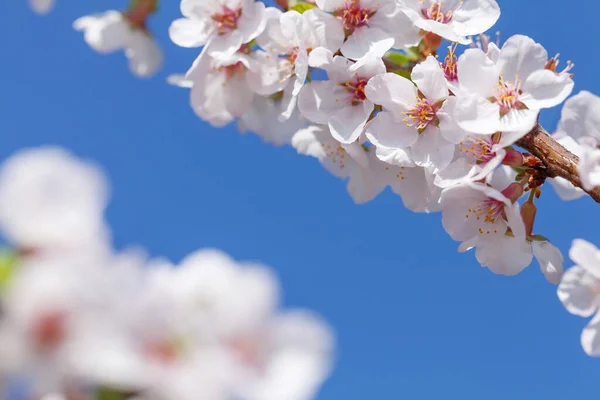 Körsbärsblomma Vårträd Framför Solig Blå Himmel Med Kopieringsutrymme Sommarbakgrund — Stockfoto