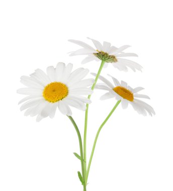 Üç papatya çiçeği. Beyaz arka planda izole edilmiş. Papatya papatyası