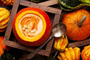 Balkabağı kremalı çorba ve çeşitli renkli kabaklar ve balkabakları. Sonbahar sebze hasadı. Üst görünüm düzlüğü