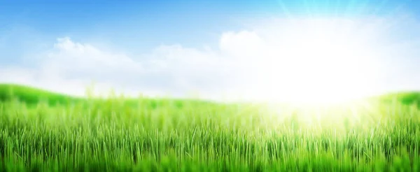 Yeşil Çimen Tarlası Mavi Gökyüzü Yaz Manzarası Bulanık Bokeh Arkaplanı — Stok fotoğraf