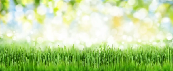Yeşil Çim Tarlası Yaz Manzarası Bulanık Bokeh Arkaplanı — Stok fotoğraf