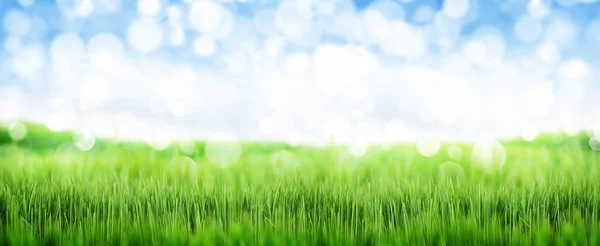 Green Grass Field Blue Sky Summer Landscape Background Blurred Bokeh — Stock Photo, Image