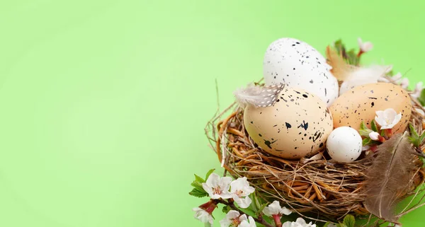 复活节彩蛋在窝里 樱花盛开 鸡蛋和鹌鹑蛋带有复制空间的春季贺卡 — 图库照片