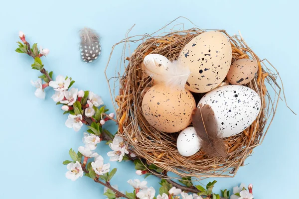 Пасхальные Яйца Гнезде Цветение Вишни Куриные Перепелиные Яйца Весенняя Открытка — стоковое фото