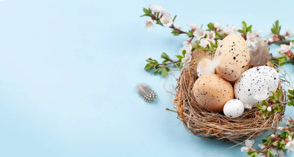 Paaseieren Nest Kersenbloesem Kippen Kwarteleieren Voorjaarskaart Met Kopieerruimte — Stockfoto