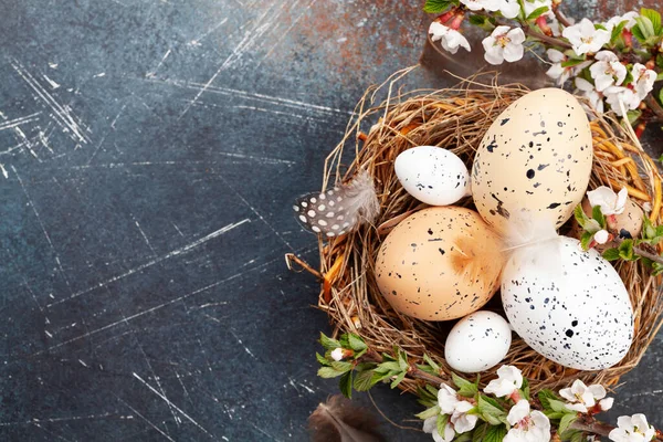 Paaseieren Nest Kersenbloesem Kippen Kwarteleieren Voorjaarskaart Met Kopieerruimte Bovenaanzicht Vlak — Stockfoto