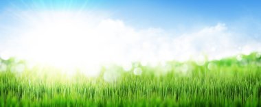 Yeşil çimen tarlası ve mavi gökyüzü yaz manzarası. Bulanık bokeh arkaplanı