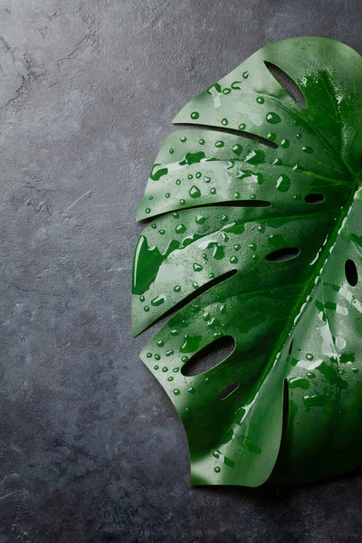 Monstera Leaves Water Drops Dark Stone Background Top View Flat — Stock Photo, Image