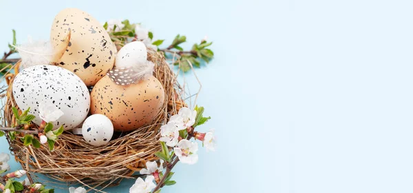 Paaseieren Nest Kersenbloesem Kippen Kwarteleieren Voorjaarskaart Met Kopieerruimte — Stockfoto