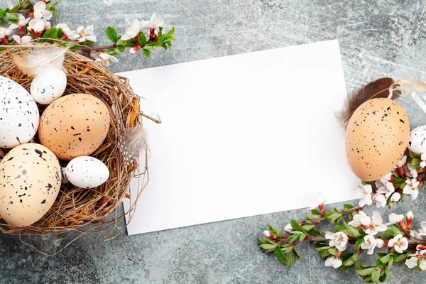 Easter Eggs Nest Cherry Blossom Spring Greeting Card Copy Space — Stock Photo, Image