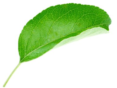 Beyaz arka plan üzerinde izole parlak yeşil yaprak