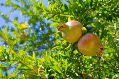 Nar meyve ağacındaki yeşil yaprakları ile
