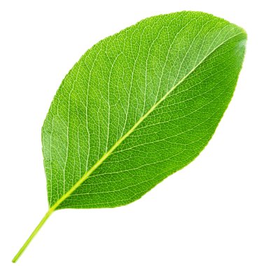 Beyaz arka plan üzerinde izole parlak yeşil yaprak