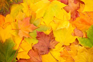 Beautiful yellow autumn leaves background