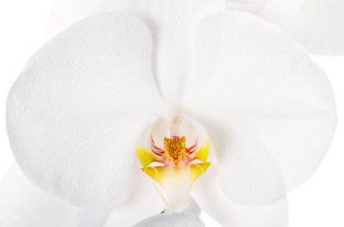 beyaz zemin üzerine beyaz orkide çiçek yakın çekim