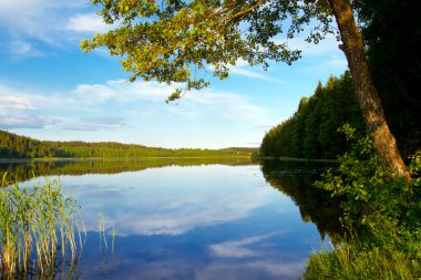 Forest lake, yaz peyzaj