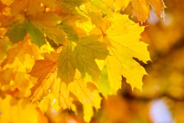 arka plan sarı sonbahar akçaağaç yaprakları