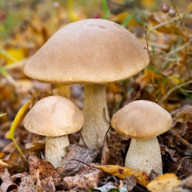 sonbahar orman yenilebilir mantar yakın çekim