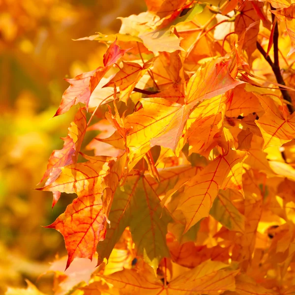 Giallo acero autunnale foglie sfondo — Foto Stock