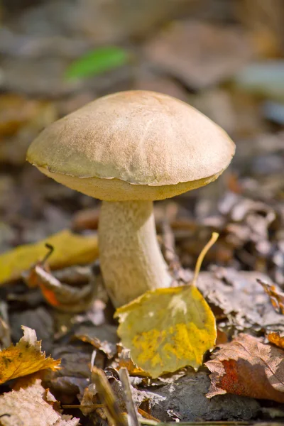 가을 숲에서 먹을 수있는 버섯 — 스톡 사진