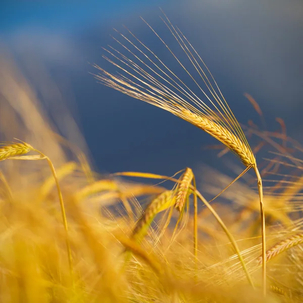 Golden wheat field background — Stock Photo, Image